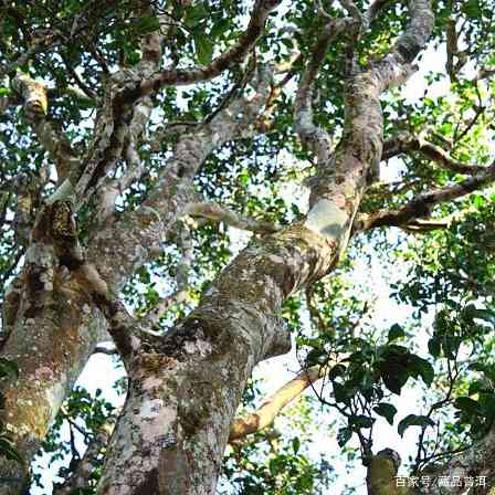 普洱茶5个冷知识：从茶类到品鉴的真相揭秘