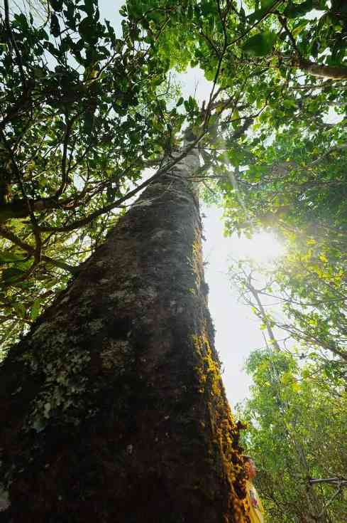 七彩云南普洱古韵，震撼开仓 珍藏十三载，普洱正醇香