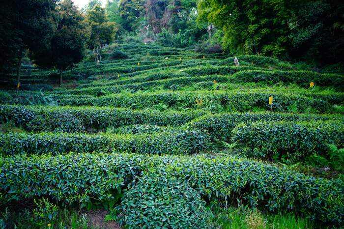 百年前的“茶与科学”对话：蓝经惟将发酵方程式写入教材，启蒙四川茶业现代化