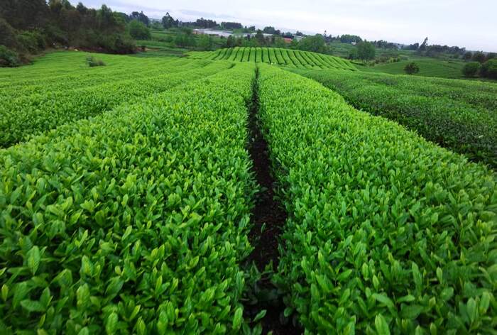 百年前的“茶与科学”对话：蓝经惟将发酵方程式写入教材，启蒙四川茶业现代化