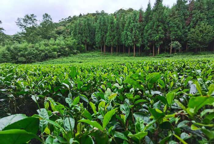 百年前的“茶与科学”对话：蓝经惟将发酵方程式写入教材，启蒙四川茶业现代化