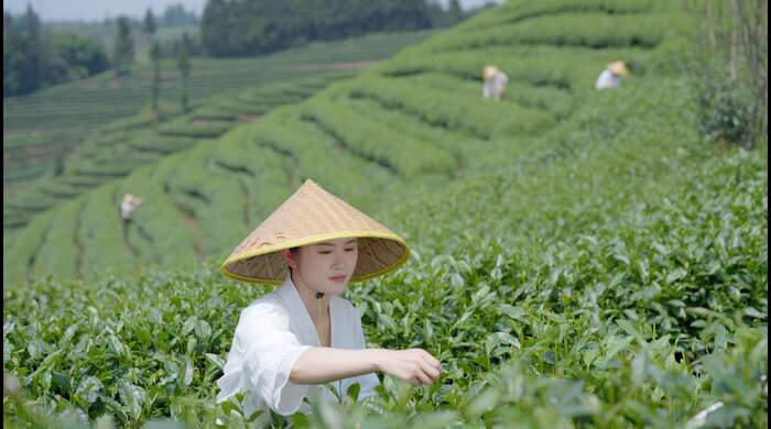 “双轨”推进非遗传承：一位95后女孩的“茶叶复兴”梦