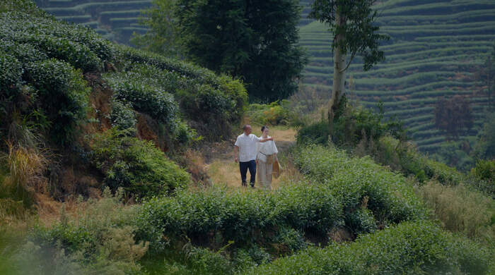 “双轨”推进非遗传承：一位95后女孩的“茶叶复兴”梦