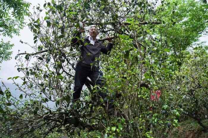 下关冰岛白茶 散茶 晒白工艺下的清甜鲜爽