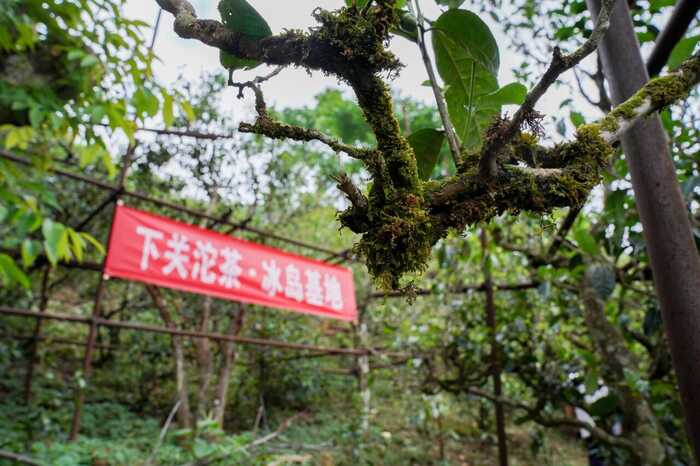 下关冰岛白茶 散茶 晒白工艺下的清甜鲜爽