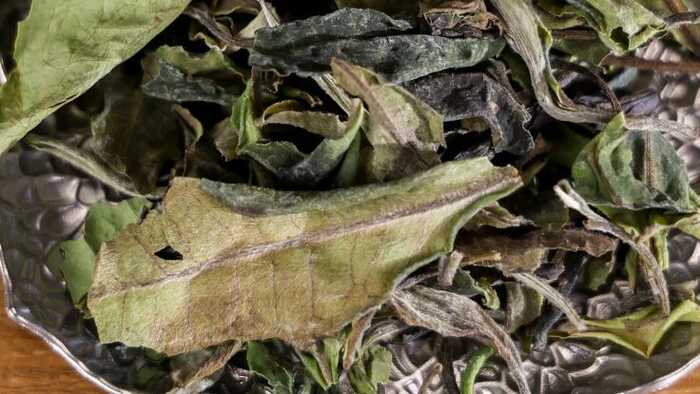 下关冰岛白茶 散茶 晒白工艺下的清甜鲜爽