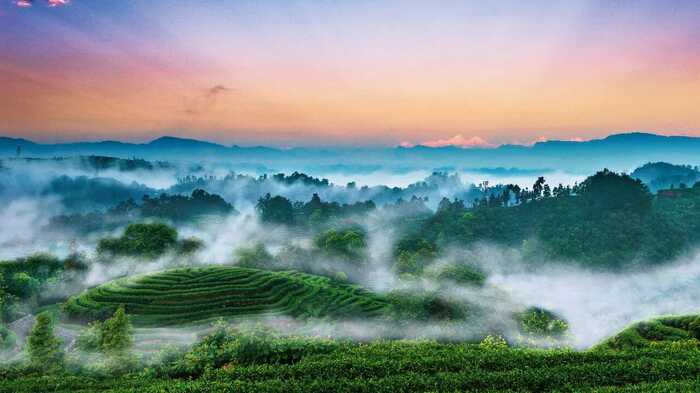 市场购销两旺 名山区秋茶交易迎来高峰