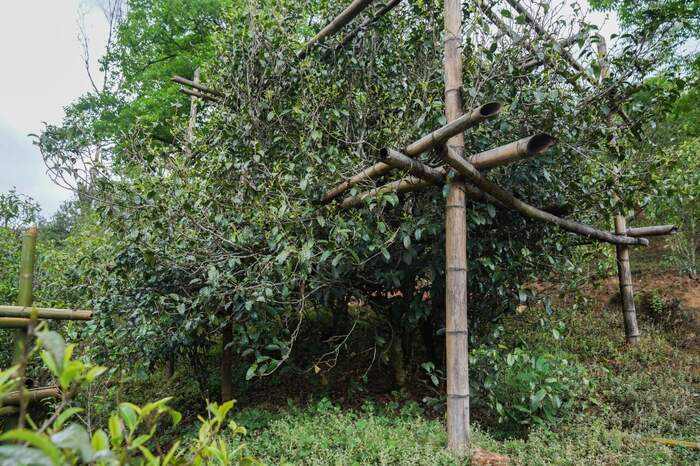 下关冰岛白茶 散茶 晒白工艺下的清甜鲜爽