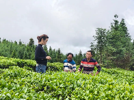 边境茶村的“绿色逆袭”