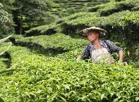 边境茶村的“绿色逆袭”