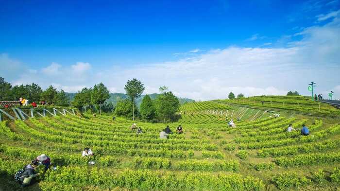 祝贺！旺苍茶叶再获国际殊荣！