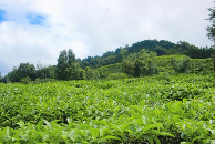 边境茶村的“绿色逆袭”