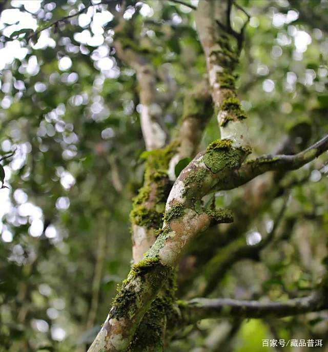 昌泰经典茶，2003年千家峰·金竹山野生圆茶，与棕昌泰相比如何