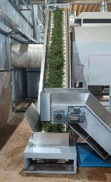 西双版纳勐海：从“老山茶”到“新茶饮” 一片绿叶的“破圈”之路