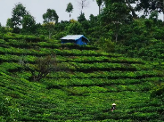 西双版纳勐海：从“老山茶”到“新茶饮” 一片绿叶的“破圈”之路