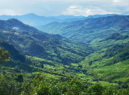西双版纳勐海：从“老山茶”到“新茶饮” 一片绿叶的“破圈”之路