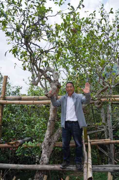 下关冰岛老寨饼茶  藏在 “双狮” 里的冰岛老寨古树茶香