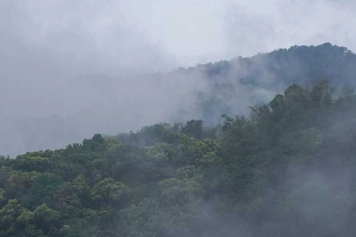 下关冰岛老寨饼茶  藏在 “双狮” 里的冰岛老寨古树茶香
