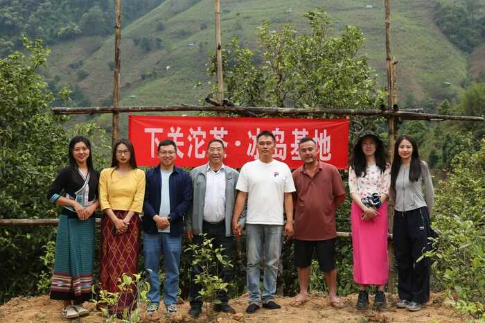 下关冰岛老寨饼茶  藏在 “双狮” 里的冰岛老寨古树茶香