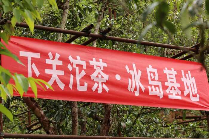 下关冰岛老寨饼茶  藏在 “双狮” 里的冰岛老寨古树茶香