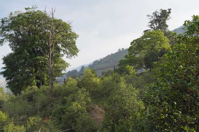下关冰岛老寨饼茶  藏在 “双狮” 里的冰岛老寨古树茶香
