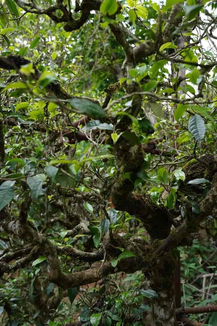 下关冰岛老寨饼茶  藏在 “双狮” 里的冰岛老寨古树茶香