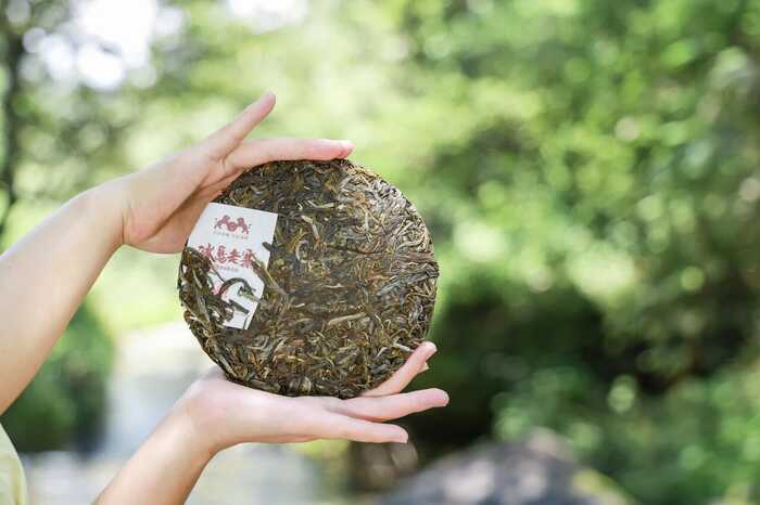 下关冰岛老寨饼茶  藏在 “双狮” 里的冰岛老寨古树茶香