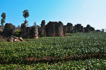 做优一产、做强二产、做大三产 昆明市茶产业全产业链全面升级