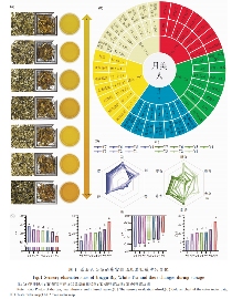 不同年份景谷大白茶品质变化分析