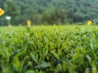 从 “卖茶叶” 到 “卖体验” 一片绿叶的增值之道