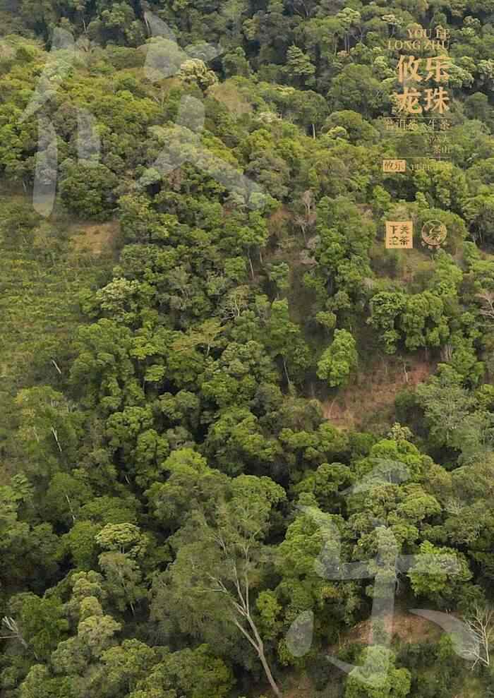 下关攸乐龙珠：刚柔并济的森林之味