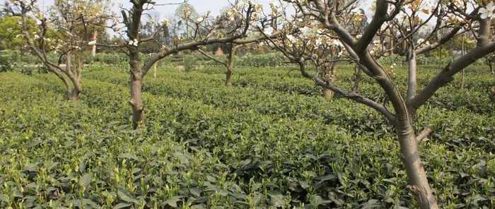 雅安市名山区茶业协会：关于规范使用茶叶绿色食品原料基地农药的倡议书