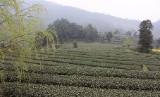 雅安市名山区茶业协会：关于规范使用茶叶绿色食品原料基地农药的倡议书