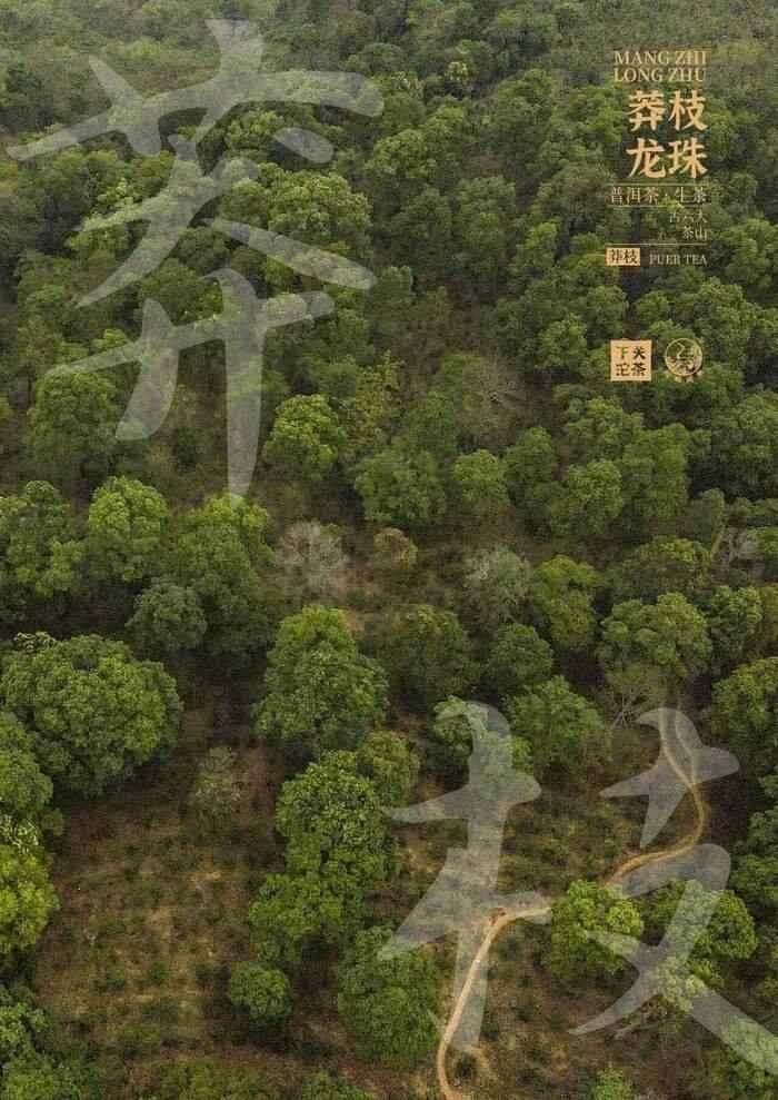 “六大茶山中最香的茶”——下关莽枝·龙珠