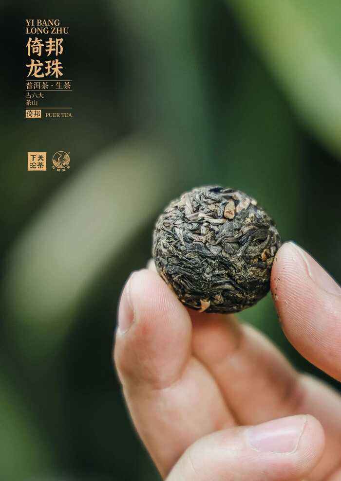 “六大茶山中的苦甜交织​”——下关倚邦·龙珠
