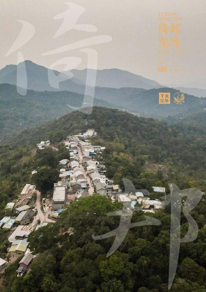 “六大茶山中的苦甜交织​”——下关倚邦·龙珠