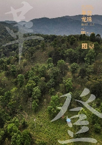 古六大茶山 下关沱茶革登·龙珠