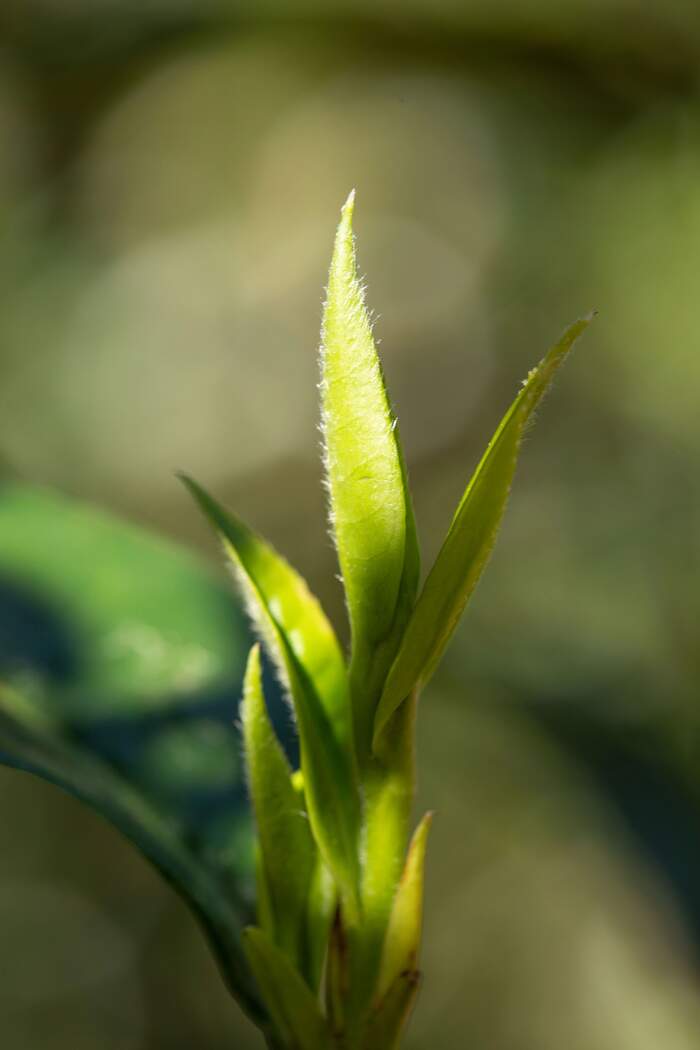 茶香四溢，品味四季。生熟红白，带您领略不同风味。