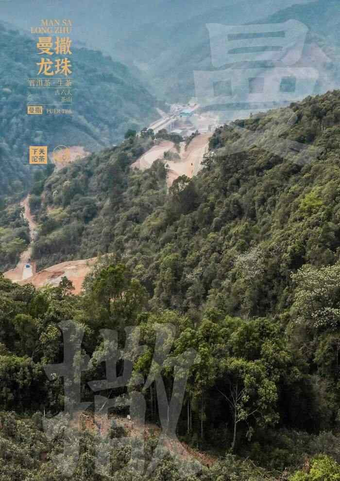 “易武茶香的源头”——下关曼撒·龙珠