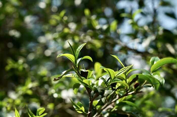 从80年代获国家外经贸部嘉奖，到参与国标样品研制，澜沧古茶何以筑牢熟茶品质根基？