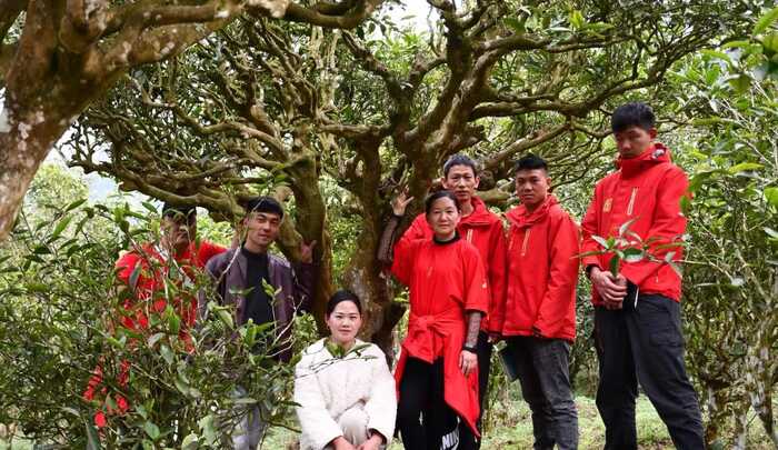 从80年代获国家外经贸部嘉奖，到参与国标样品研制，澜沧古茶何以筑牢熟茶品质根基？