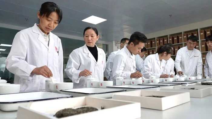 从80年代获国家外经贸部嘉奖，到参与国标样品研制，澜沧古茶何以筑牢熟茶品质根基？