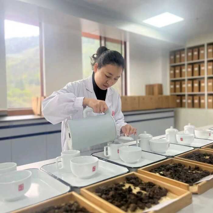 从80年代获国家外经贸部嘉奖，到参与国标样品研制，澜沧古茶何以筑牢熟茶品质根基？