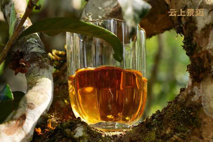 下关沱茶2025云上景迈古树沱茶