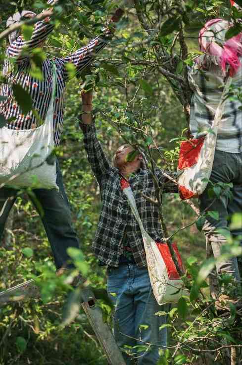 普洱茶行业的未来，应该往哪走？不妨和老同志一起，来一场 极限求索。