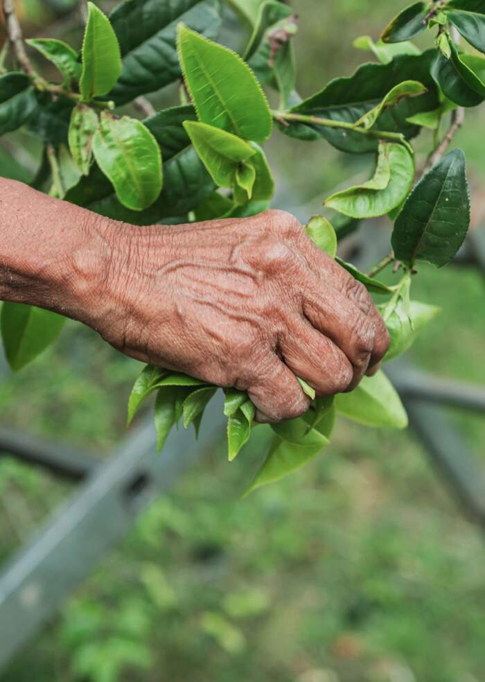 普洱茶行业的未来，应该往哪走？不妨和老同志一起，来一场 极限求索。