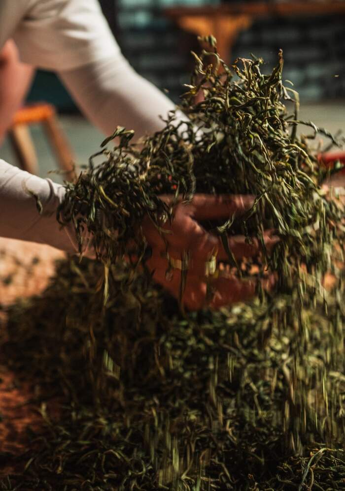 普洱茶行业的未来，应该往哪走？不妨和老同志一起，来一场 极限求索。