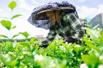 福建以茶为媒，向世界分享中国智慧