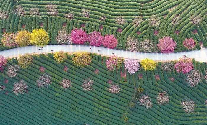 福建以茶为媒，向世界分享中国智慧