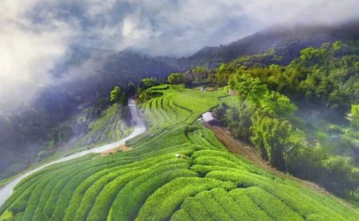 喝茶能减排！研究发现每喝1公斤福鼎白茶，可减少6公斤CO₂排放